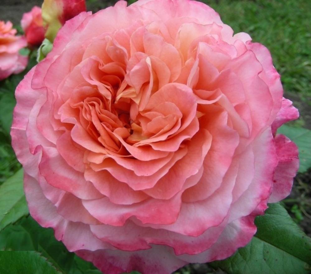 Роза августа луиза (augusta luise): описание и преимущества сорта, формирование, правила весенней, летней, осенней обрезки, подготовка к морозам, отзывы