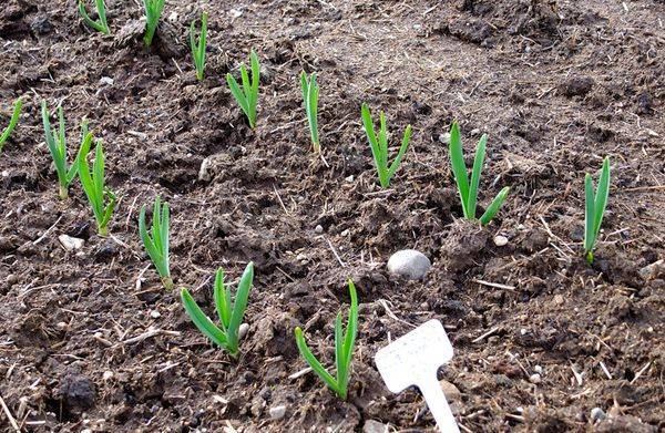 Подкормка озимого чеснока весной: лучшие средства для удобрения