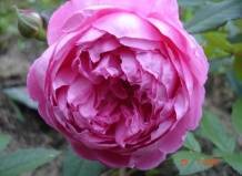 О розе alain souchon: описание и характеристики сорта, уход и выращивание