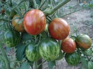 Гигантский сорт томата «де барао оранжевый»: описание, характеристика, посев на рассаду, подкормка, урожайность, фото, видео и самые распространенные болезни томатов