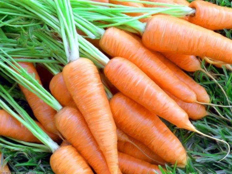 Особенности выращивания и ухода за морковью ред кор