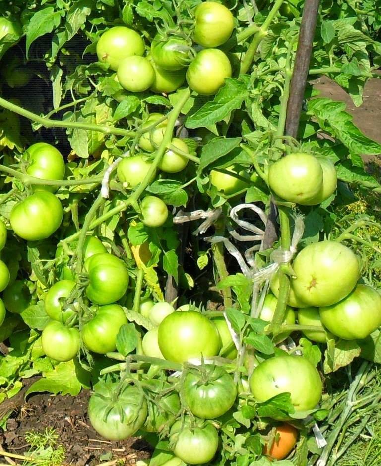 Как высаживать помидоры лунка в лунку. посадка помидоров по два в лунку: что дает? схема посадки томатных кустиков