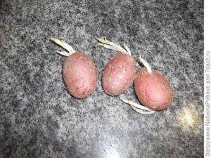 Проращивание картофеля перед посадкой, в том числе в домашних условиях, когда начинать и как правильно делать