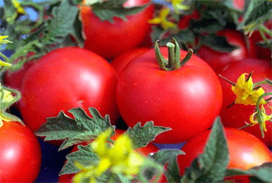 Томат "джина": характеристика и описание сорта, уникальные фото помидоров, выращивание, урожайность и борьба с вредителями