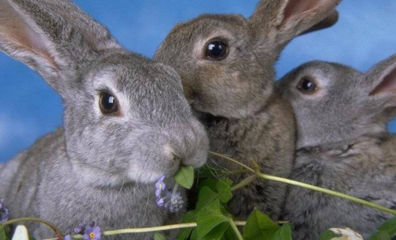Можно ли кроликам давать крупы. видео – кормление маленьких крольчат. чем и как кормить. польза зерновых культур для животных