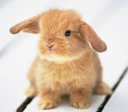 Декоративные кролики: содержание и уход. чем кормить кроликов в домашних условиях?