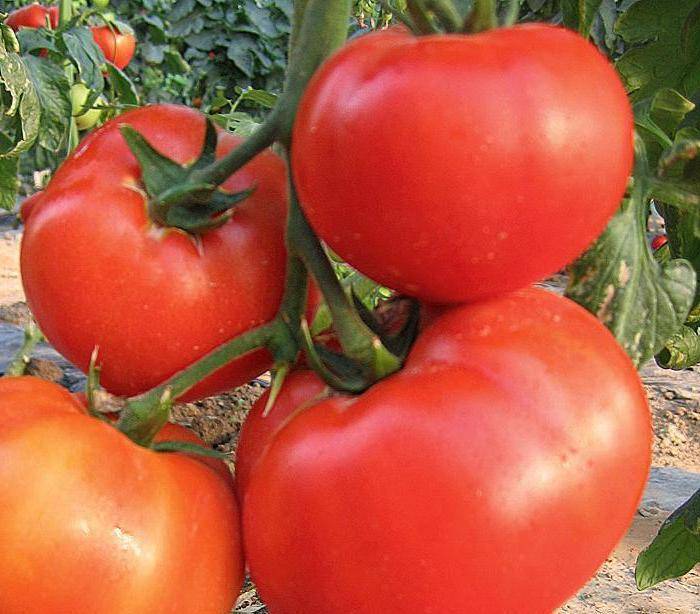 Хороший выбор для фермеров и любителей — гибридный томат сорта «король рынка»