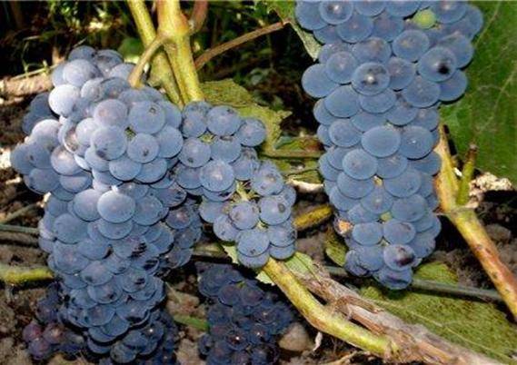 Описание винограда сорта альфа