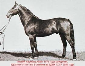 Карачаевская порода лошадей: фото, описание характеристик, правил ухода, содержания и разведения