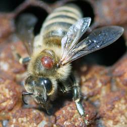 Как бороться с варроатозом пчел