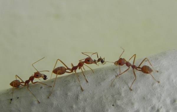 Как избавиться от муравьев на пасеке в улье с пчелами