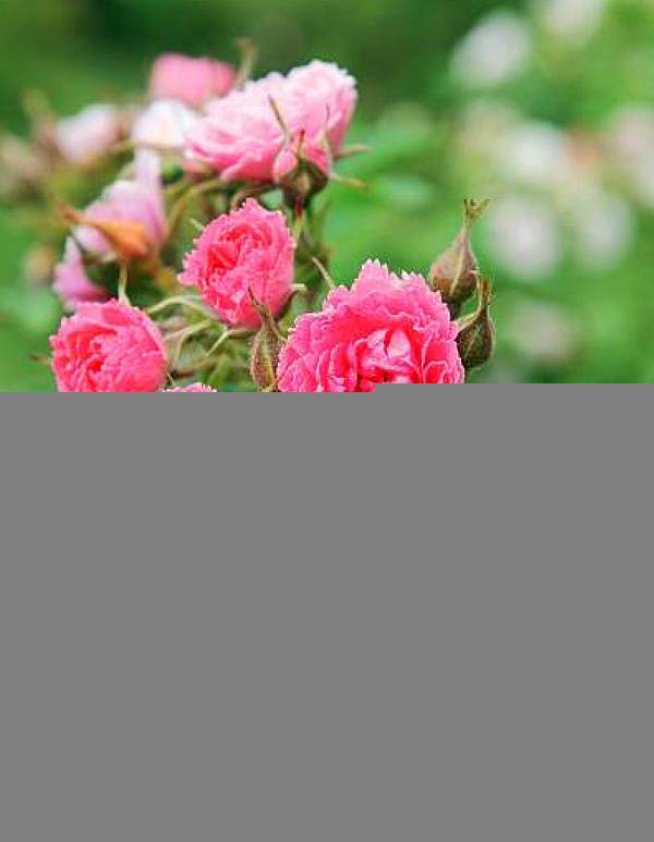 О розе Grootendorst: описание и характеристики сорта, размножение и выращивание