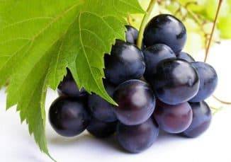 Сорт винограда мариновский – специфика неукрывного выращивания