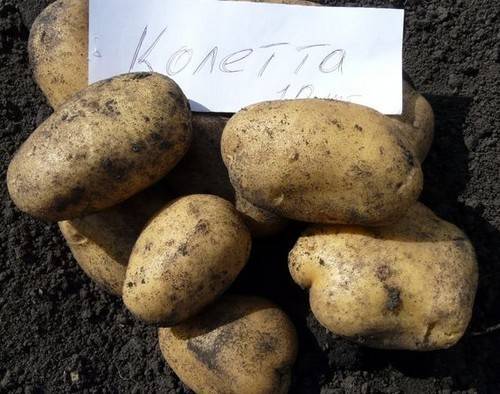 Колетте: описание семенного сорта картофеля, характеристики, агротехника