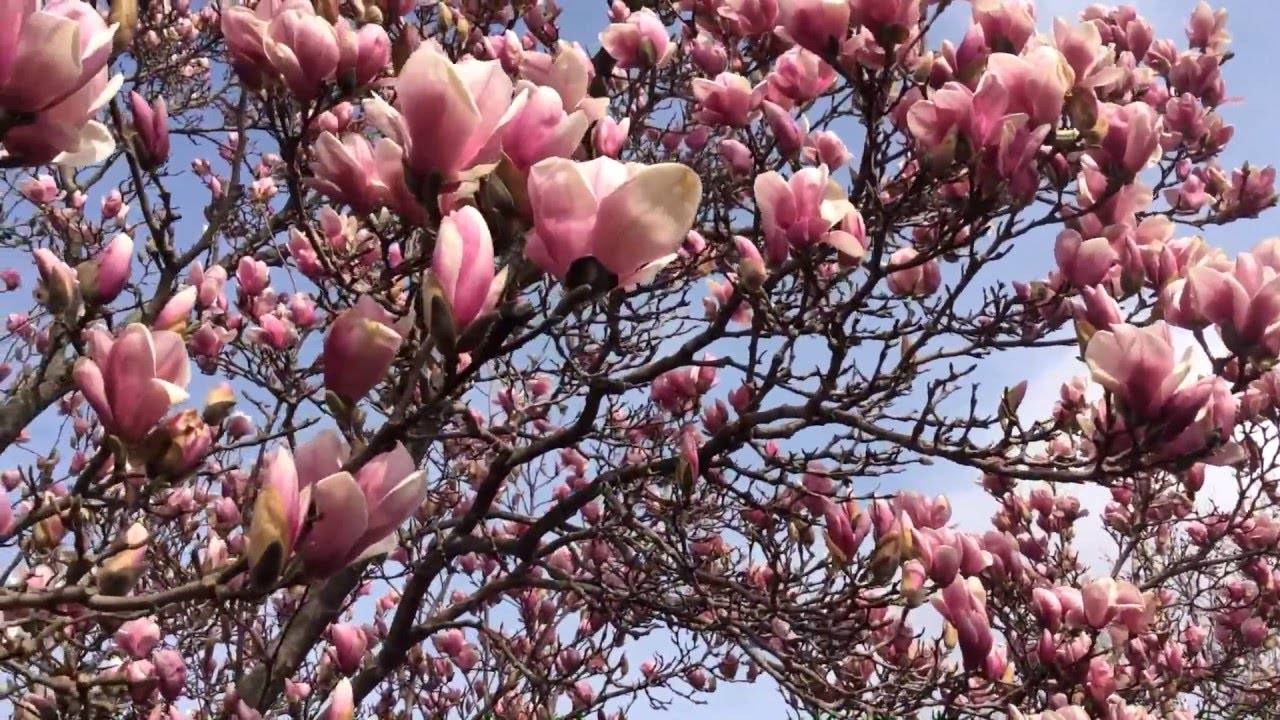 Цветущий дендрарий сочи в марте  | дороги мира