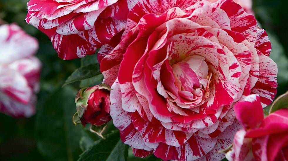 Описание сорта роз абракадабра — фото куста и цветов