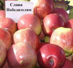 О яблоне брянское: описание сорта, характеристики, агротехника, выращивание