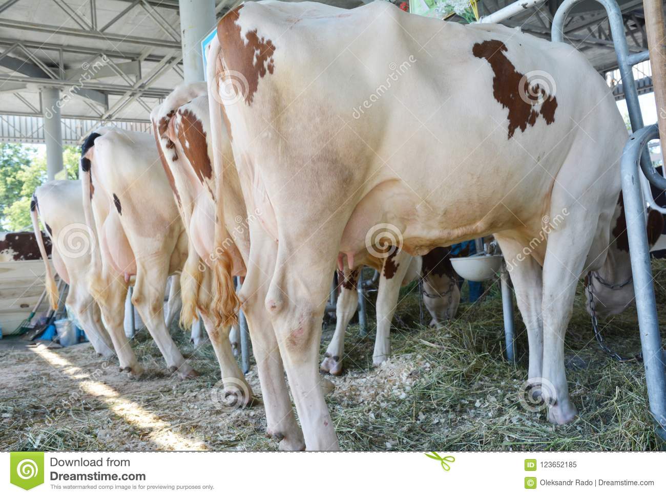 Лечение папилломатоза крупного рогатого скота в условиях личного подсобного хозяйства