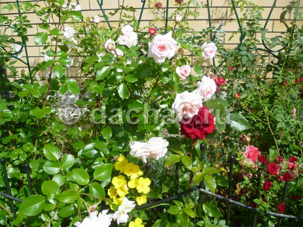 Об уходе за розами в июле и августе: подкормка и обрезка в летнее время года