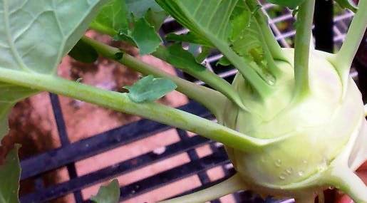 Как правильно ухаживать за рассадой капусты дома