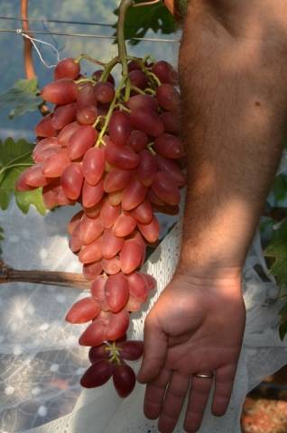 Обзор винограда лидия и правила его выращивания