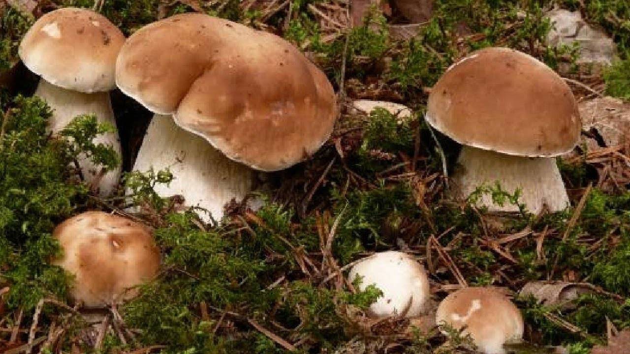 Советы "рг": как вырастить грибы на собственном огороде — российская газета