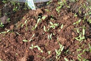 О выращивании свеклы: подготовка почвы, как вырастить, убрать, болезни