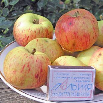 О яблоне Коробовка: описание сорта, характеристики, агротехника, выращивание