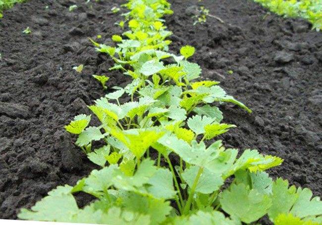 Выращивание и уход за лучшими сортами листовой петрушки: агротехника сортов