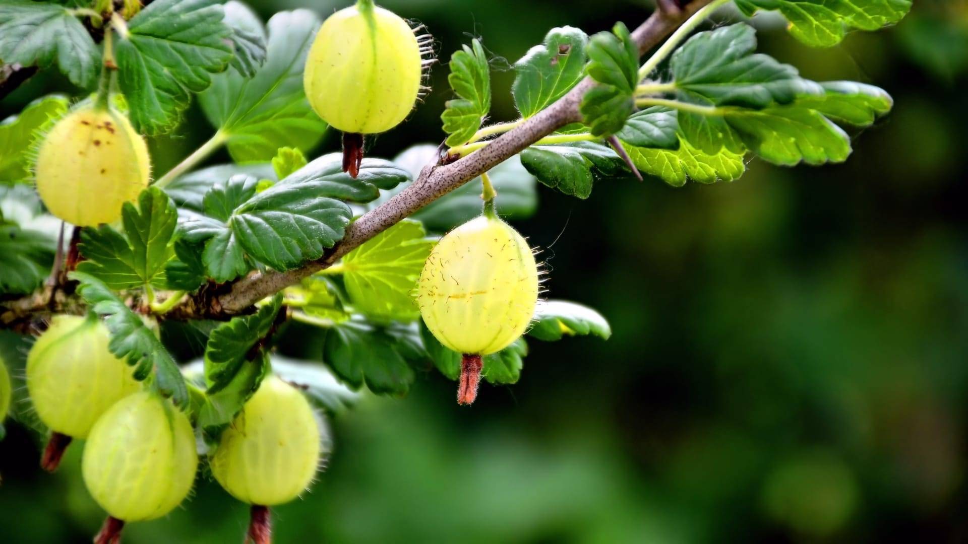 6 проверенных способов размножения крыжовника осенью, весной и летом