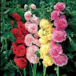 Штокроза (65 фото): описание многолетних сортов цветка. в чем различия с мальвой? как вырастить штокрозу розовую в саду? болезни и вредители