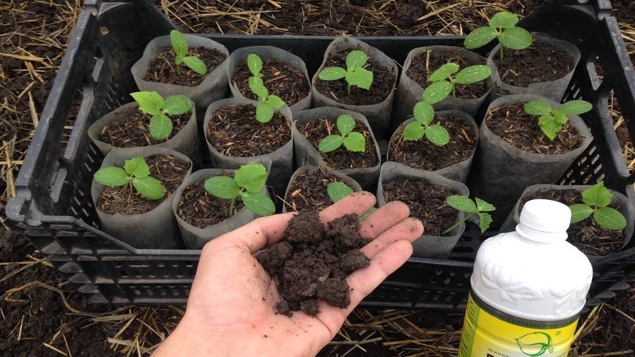 Подготовка почвы в теплице под помидоры весной: чем обработать перед посадкой