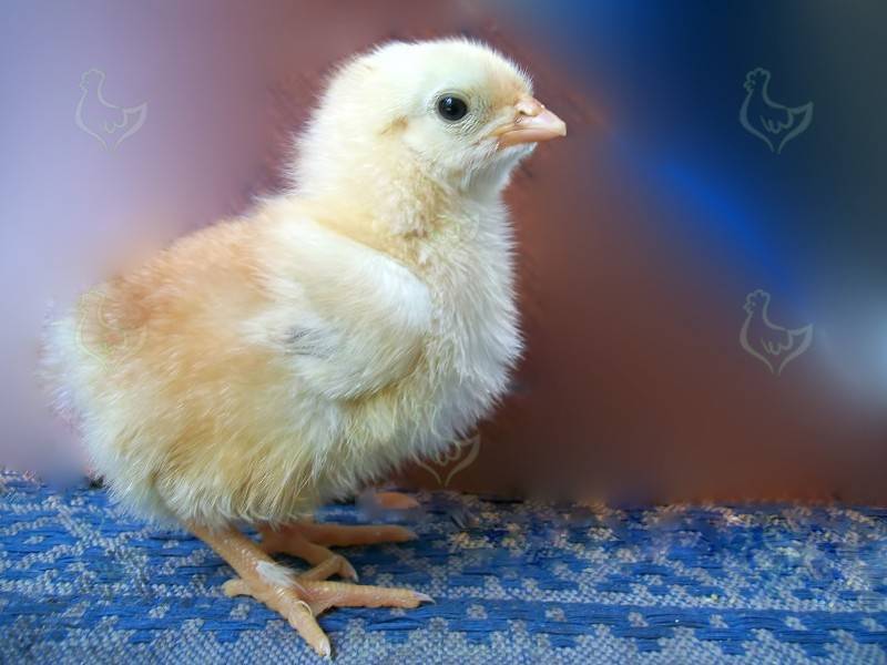 Как вылупляются цыплята: признаки и процесс вылупления