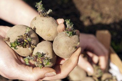 Как вырастить ранний картофель в любом климате