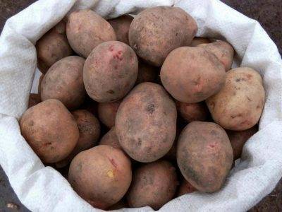 Нандина: описание сорта картофеля, характеристики, агротехника
