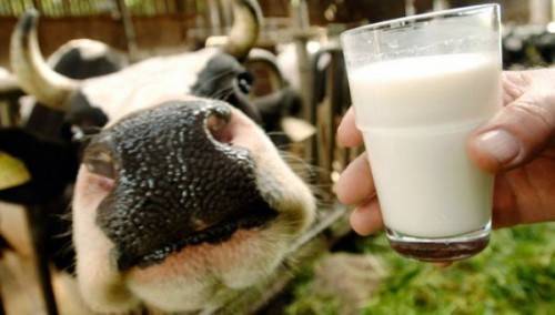 Сырое молоко: польза и вред, чем опасно и можно ли пить детям — требование к хранению, срок годности в зависимости от сорта и болезни — moloko-chr.ru