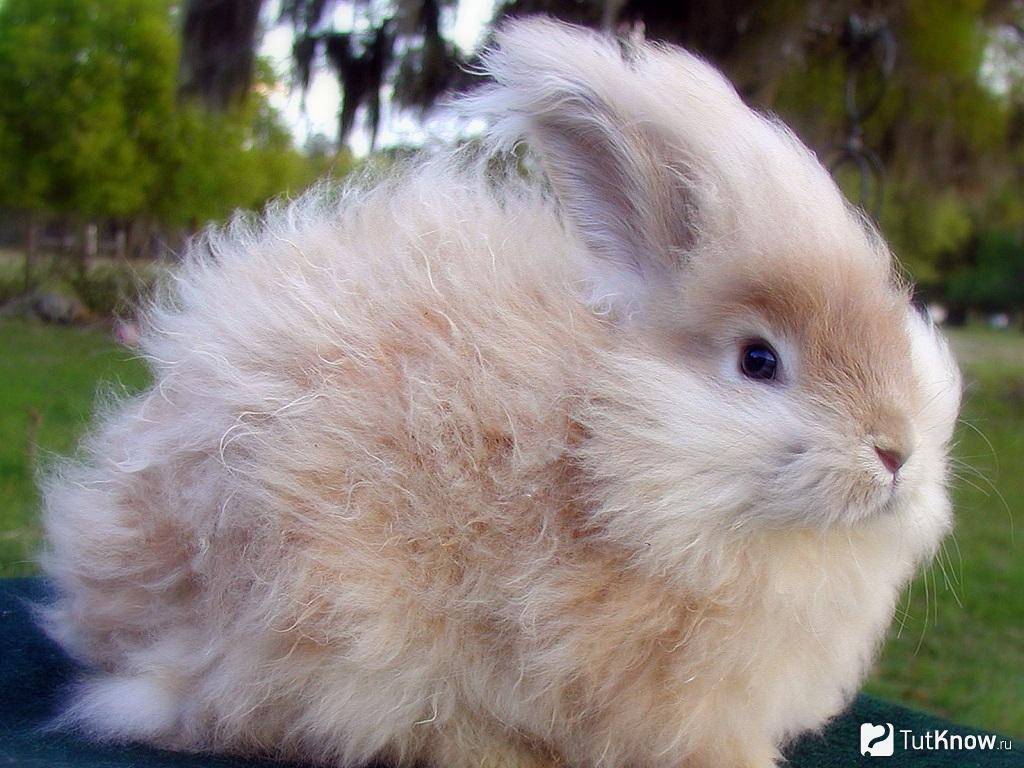 Порода ангорского кролика: описание, правила содержания и разведения
