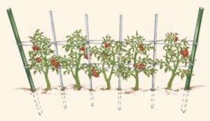 Как подвязывать помидоры в теплицах: подробная инструкция