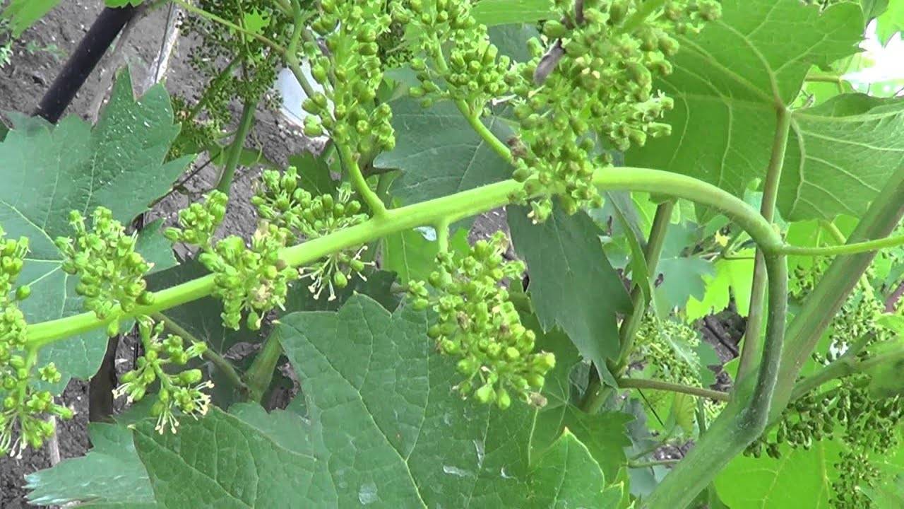 Почему осыпается виноград после цветения. что делать если осыпается завязь винограда