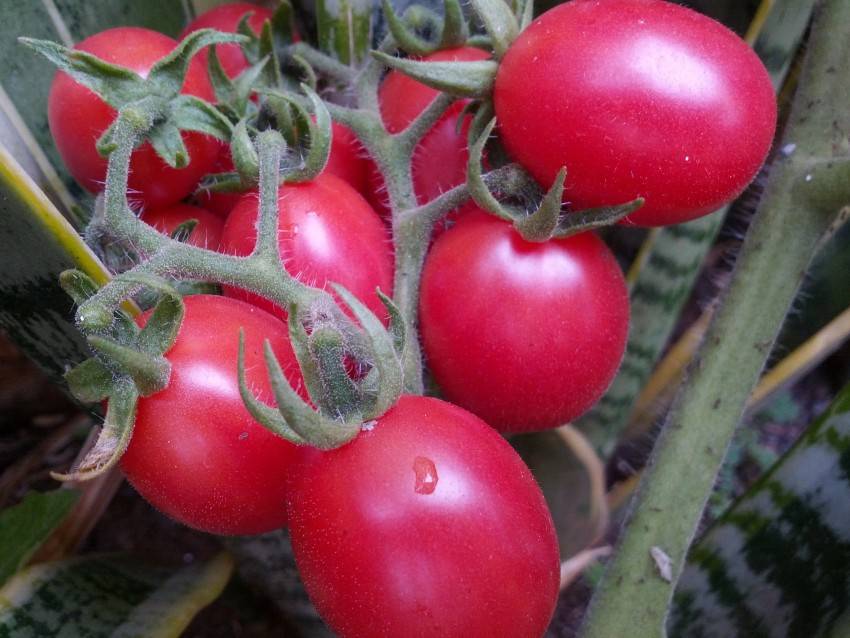 Подкормка и полив рассады помидоров в домашних условиях