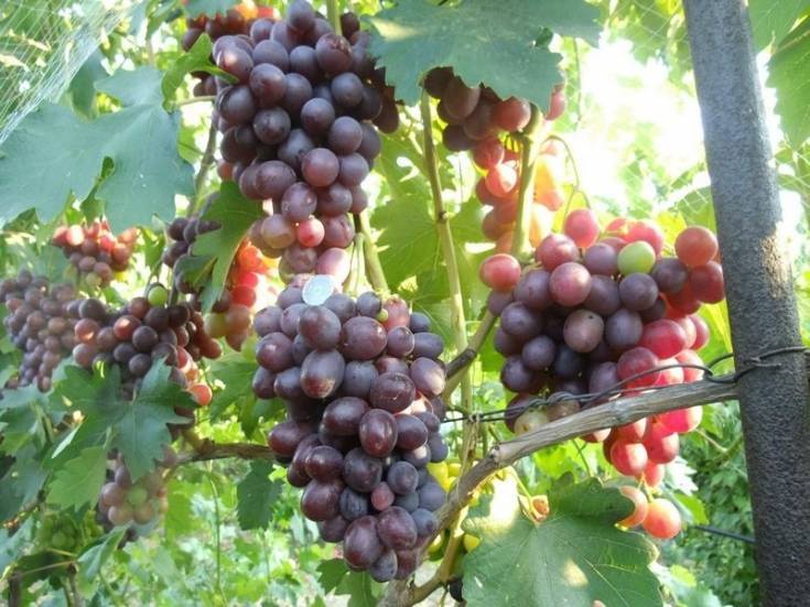 Описание винограда Низина, особенности сорта: преимущества и недостатки