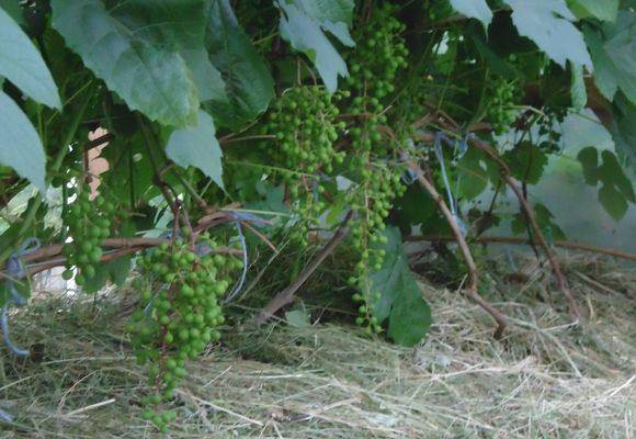 Как правильно посадить и вырастить виноград в средней полосе россии