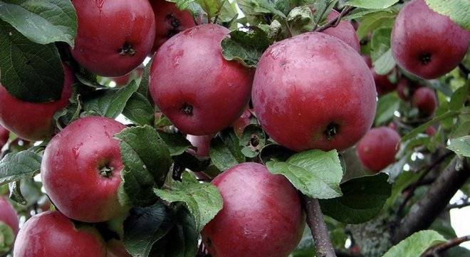 Яблоня строевское – элитный зимний сорт с отличным иммунитетом