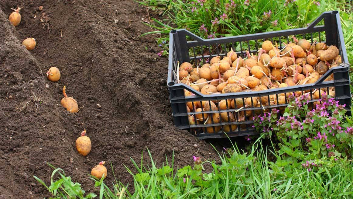 Как выращивать картофель под соломой: руководство от дачников