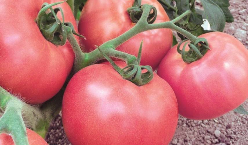Томат "малиновый великан": описание сорта, рекомендации по выращиванию, фотографии помидор