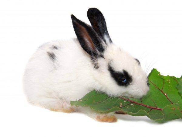 Корм для кроликов: состав, приготовление своими руками, особенности кормления