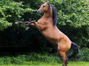 Иерархия лошадей в табуне. и как стать лидером у своей лошади? - о лошадях | коновод