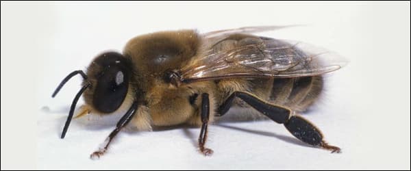 Кто такие пчелы трутни? их функции в семье
