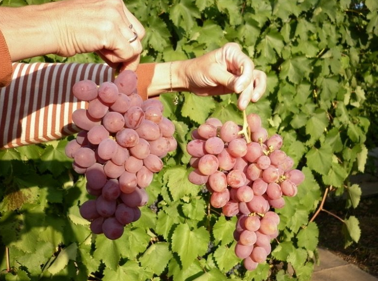 Сорт винограда гурман — описание, посадка и уход