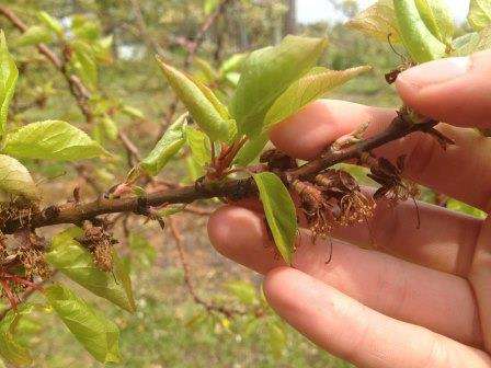 Как лечить болезни абрикосовых деревьев и защитить сад от вредителей